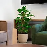 Cosy Duplex Near Bus Station